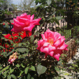 Pollos El Primo Exterior