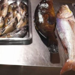 Pollos El Primo Comida