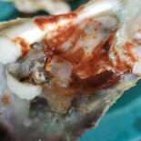 El Ostión Azul De Don Santitos