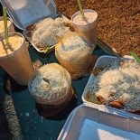 Elotes El Tuca Bebida