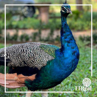 El Real Campestre Bebida