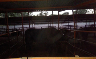 El Toro Vaquero Dentro