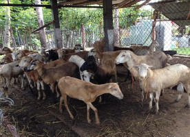 Barbacoa Los Tres Borreguitos Extérieur
