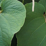 Las Gorditas De La Tía Bebida