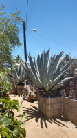 Los Agaves Extérieur