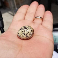 Huevos De Codorniz Boisson