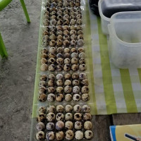 Huevos De Codorniz Boisson