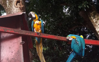 Mangostino Paraiso Natural Bebida