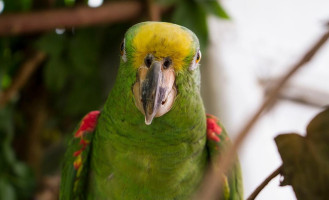 Mangostino Paraiso Natural Bebida