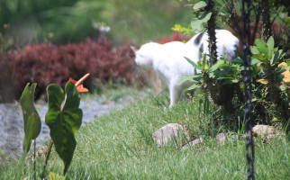 La Fonda De Lazaro Boisson