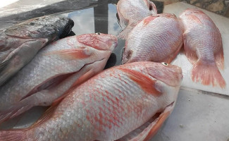 La Fonda De Lazaro Boisson