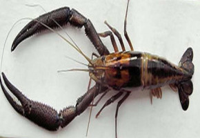 Tortas Doña Licho Nourriture