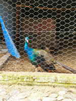 El Jacal De San Antonio drink