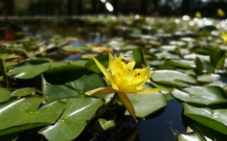 El Jacal De San Antonio drink