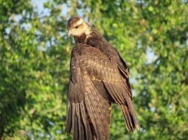 La Troca 8 Food Truck drink