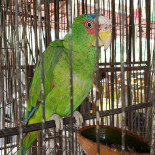 Absenta Pub Caucel Extérieur