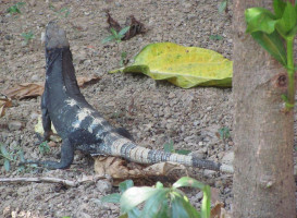 Campestre La Cabaña Bebida