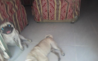 Restaurant Bar Guayaba Marinero drink