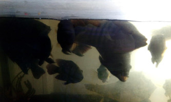 Pulques El Bici Boisson