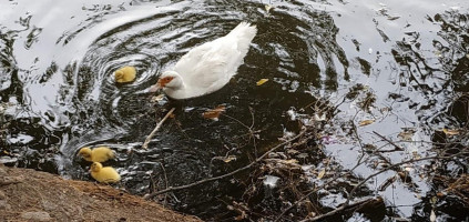 La Bahia Rio Hondo drink