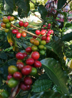 El Atorón Río Tuxpan Getränk