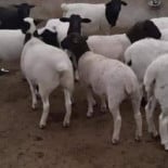 El Deportista Boisson