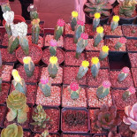 Barbacoa El Mesón Bebida