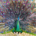 El T-bone Restaurant Bar Dentro