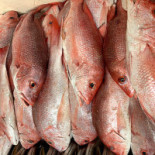 Distribuidora De Pescados Y Mariscos Marea Boisson