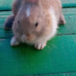 Red Hot Chili Burger Getränk