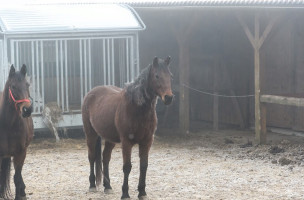Gorditas Y Tacos De Harina El Jaibo Bebida