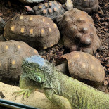 Tacos El Mañanero Bebida