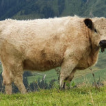 Tacos El Mañanero Exterior