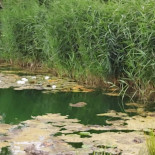 Carnitas Estilo Michoacan La CabaÑita outside