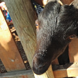 El Arbol Caido drink