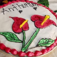 Anthurium food