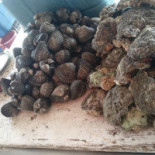 Mariscos Avila Comida