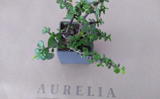 Aurelia outside