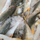 Distribuidora De Pescados Y Mariscos Marea Boisson