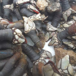 La Fogata Café Bebida