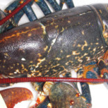 La Fogata Café Bebida