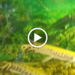 Mariscos La Lupita Parrilla Bebida