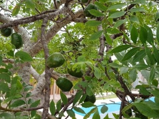 Campestre Don Güero