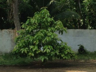 Hacienda Del Abuelo