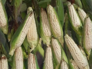 Elotes, Esquites Y Tamales De Elote