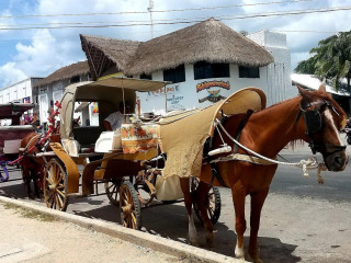 Alberto's Puerta Maya