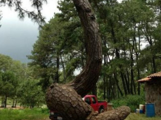 El Arbol De La Culebra