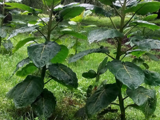 Pollo Organico Tunguei