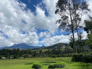 Livanesssa Campestre