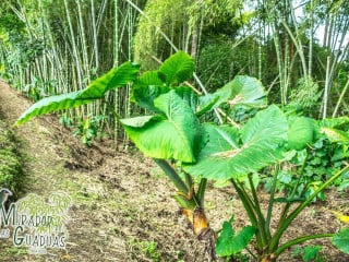 Finca Mirador Del Bambú